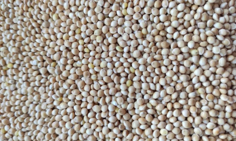 Семена просо белого, сорт "Омрияне" - фото № 1