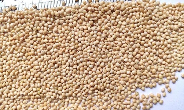 Семена просо сорт Омрияне, элита, 1 репродукция - фото № 1