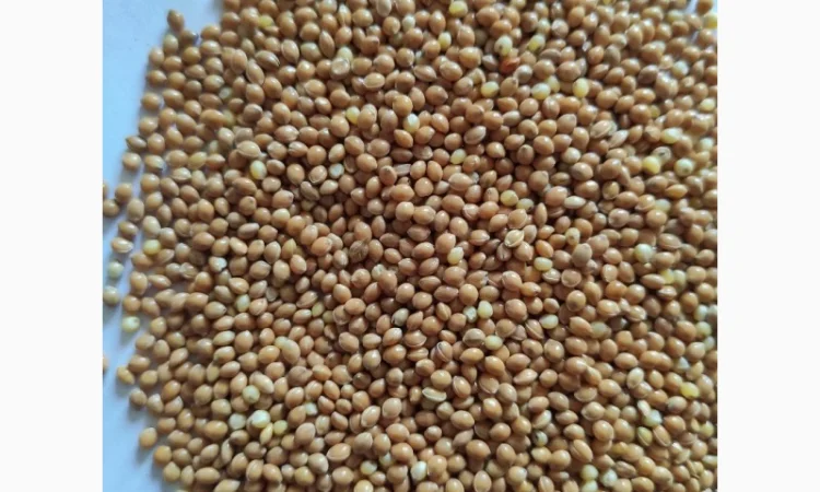 Семена просо Белая альтанка, 1 репродукция - фото № 1