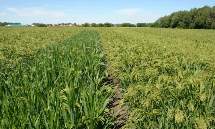 Семена просо Белая альтанка, 1 репродукция - фото № 2