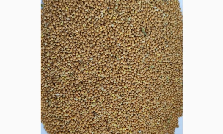 Продам просо жовте органічне Organic Standard (Panicum miliaceum) - 400т., б/г або $ - фото № 1