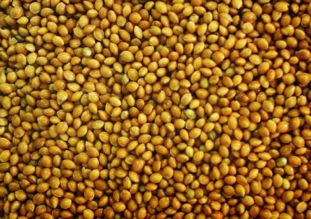 Купівля проса жовтого - фото № 1