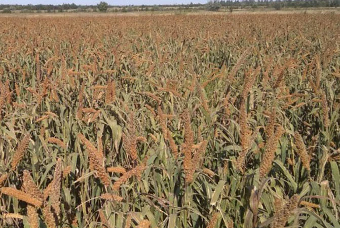 Продажа ПРОСО Чумиза в большом объеме - фото № 2