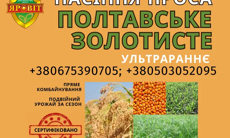 Семена просо - фото № 1