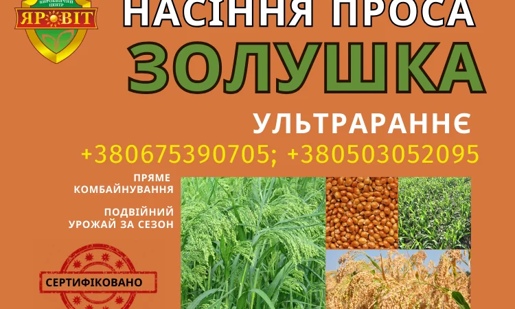 Насіння проса – ультрараннє, високий вихід крупи - фото № 1