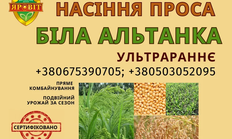 Продаж насіння проса - фото № 1