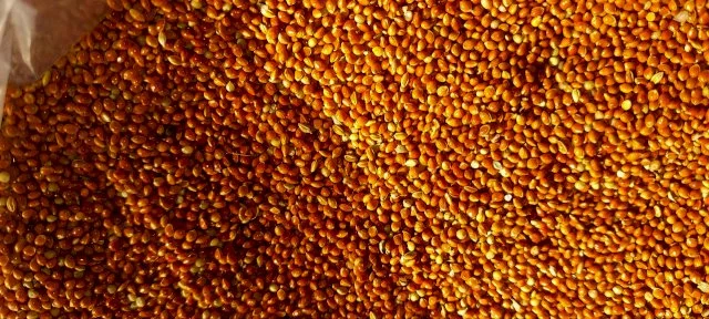 Продается красное просо по выгодной цене - фото № 1