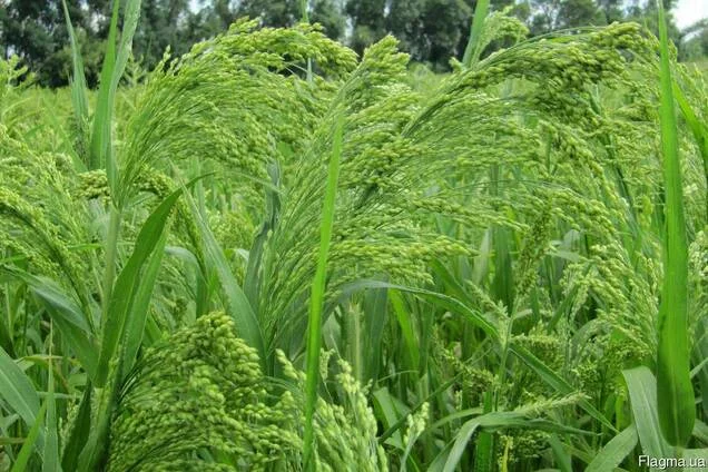 Белая альтанка просо - фото № 1