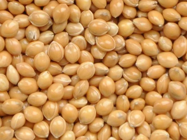 Просо 1 репродукцыя сорт Белая альтанка - фото № 1