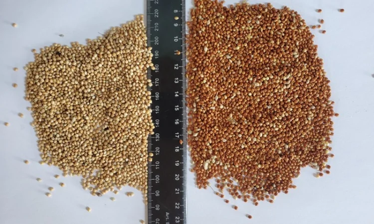 Куплю просо жовте та червоне - фото № 1