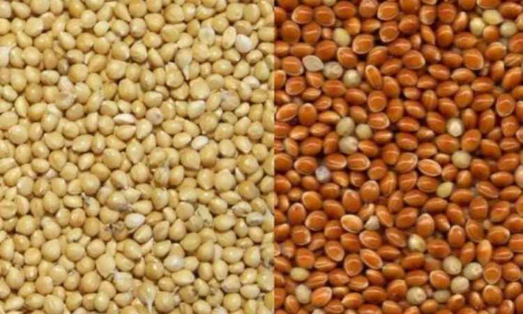 Закупівля проса білого, жовтого, червоного - фото № 1