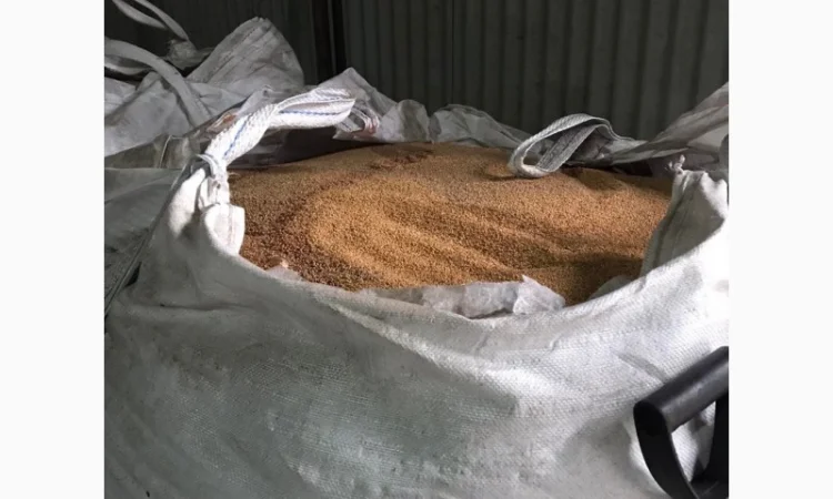 Закупівля проса білого, жовтого, червоного - фото № 2