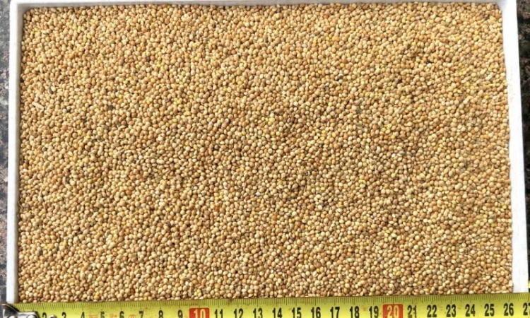 Купуємо просо біле, жовте, червоне - фото № 1