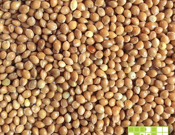 Закуповуємо просо жовте та червоне - фото № 1