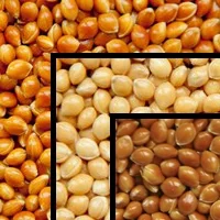 Продаж насіння проса Біла альтанка та Полтавське золотисте - фото № 1