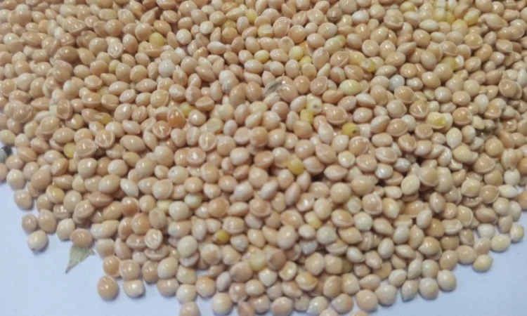 Насіння білого проса - сорт Омріани - фото № 1