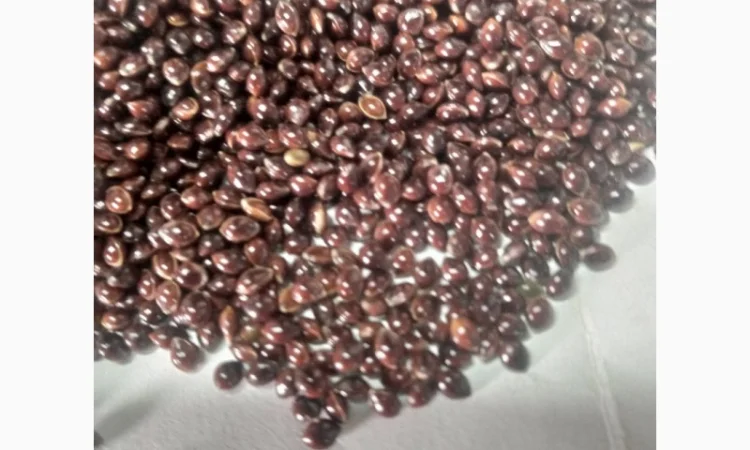 Посівне насіння чорного проса - фото № 1