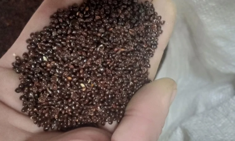 Посівне насіння чорного проса - фото № 2