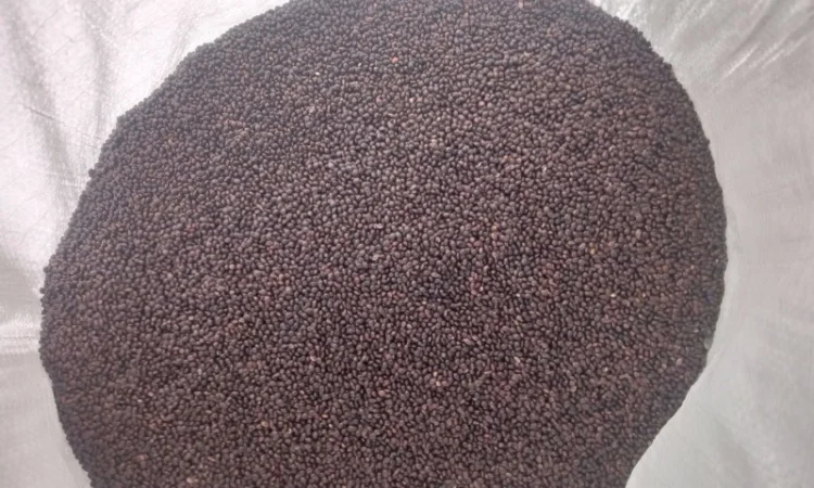 Посівне насіння чорного проса - фото № 3