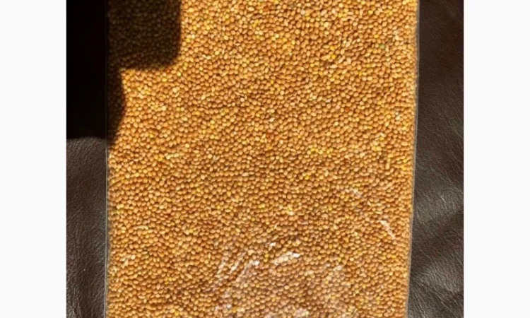 Просо жовте, біле, червоне, насіння канаркової трави - фото № 1