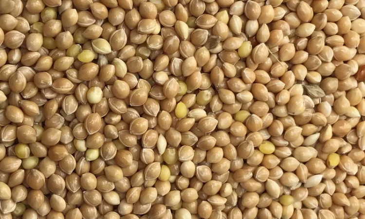 Просо жовте, червоне - фото № 1