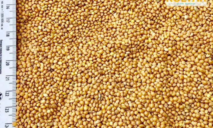 Покупка просо жовте - фото № 1