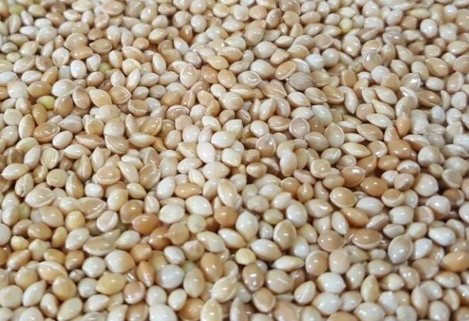 Просо біле - фото № 1