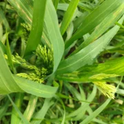 Продаж жовтого проса - фото № 3