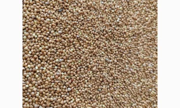 Просо жовте насіння, зерно - фото № 1