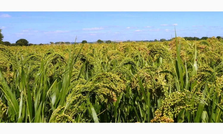 Просо Вітрило СН1 з ПДВ - фото № 1