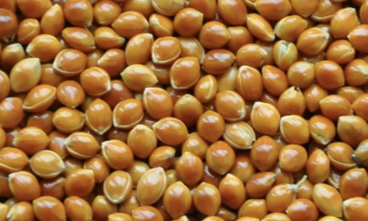 Просо «Полтавське золотисте» 1 репродукція - фото № 1