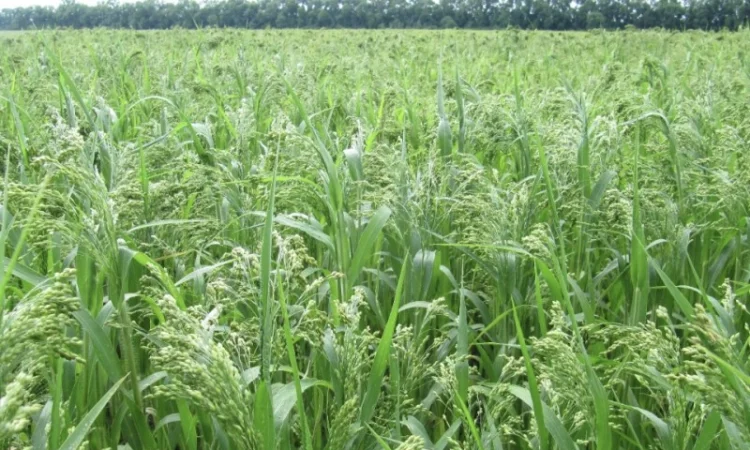 Просо «Полтавське золотисте» 1 репродукція - фото № 2