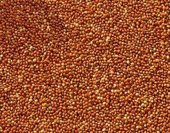 Продам Насіння Проса - фото № 1