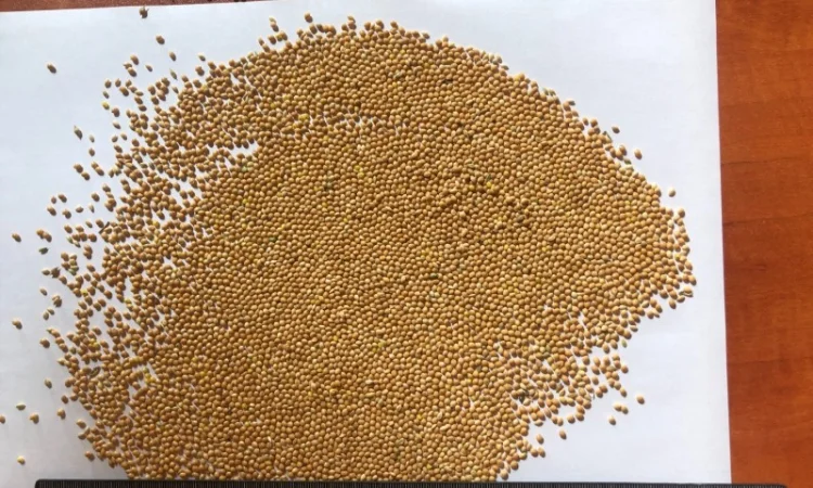 Закупівля Проса - фото № 1