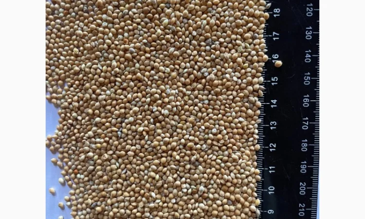 Купую Просо Жовте та Червоне - фото № 1