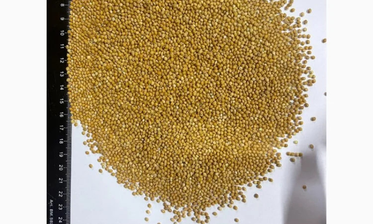 Продам Просо Жовте та Червоне - фото № 2