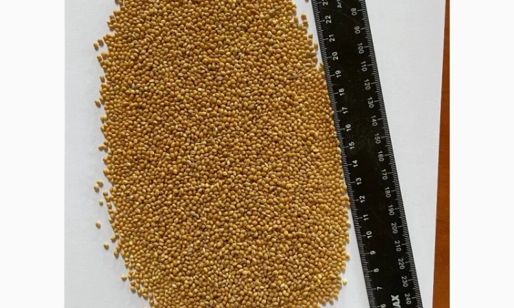 Продаю Просо на экспорт - фото № 1