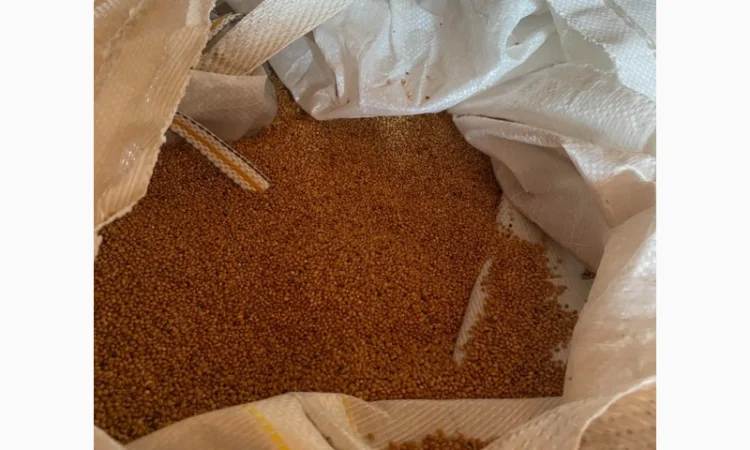 Продаю Просо на экспорт - фото № 3