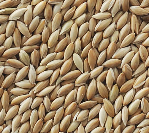 Продаємо високоякісне насіння канаркового проса - фото № 1