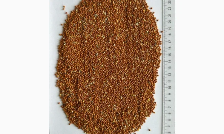 Продаж червоного проса високої якості - фото № 1