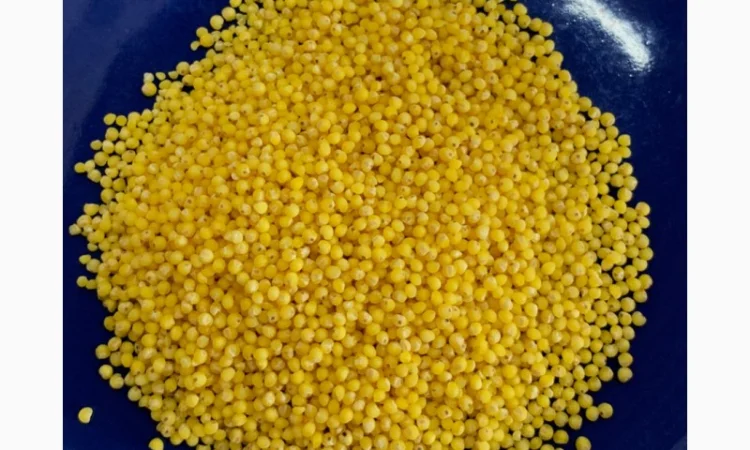 Пшоно (ОПТ від 5 т, ціна за 1 кг) - фото № 3