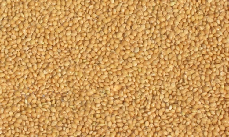 Насіння проса Біла Альтанка 1-репродукція - фото № 1