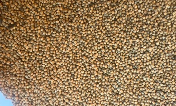 Продам просо - фото № 1