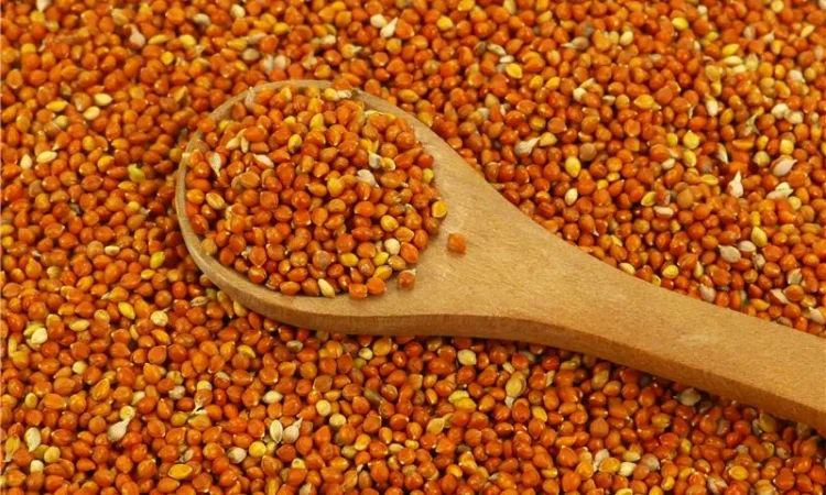 Куплю просо червоне - фото № 1