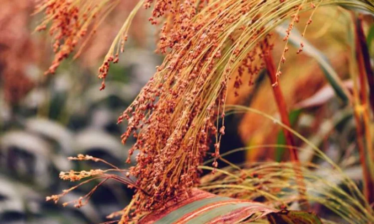 Семена проса "Скадо" элита, мешок 50кг - фото № 1