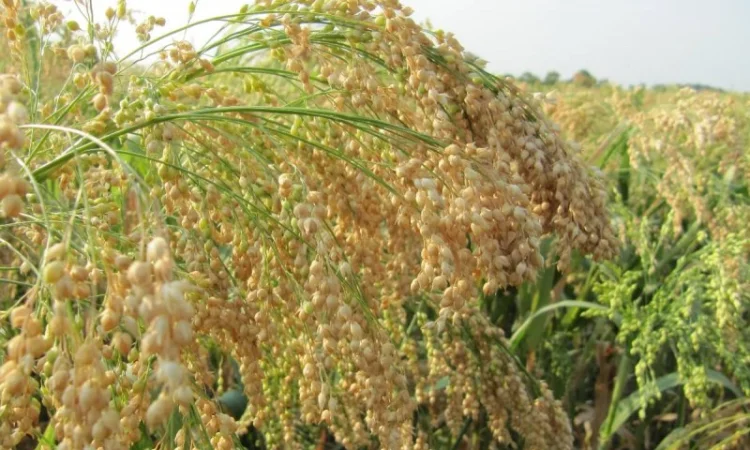 Просо жовте біла Альтанка 1р - фото № 1