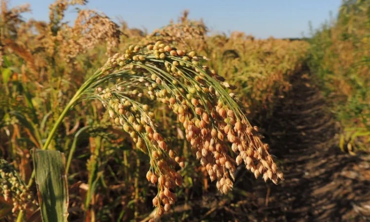 Продам Просо желтое - фото № 1