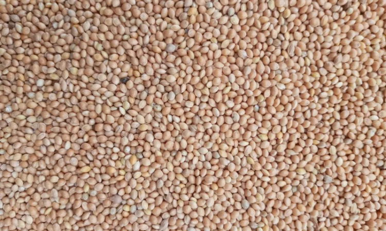 Закупаем Просо, Кременчуг вся Полт.обл - фото № 1