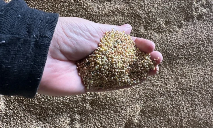 Продаємо відходи проса - фото № 5