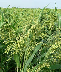 Просо Полтавське золотисте, Біла Альтанка, 1 репродукція - фото № 1